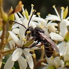 Lipotriches sp. (genus) (Halictid bee) at Cook, ACT - 26 Jan 2025 by CathB