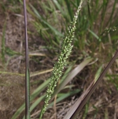 Paspalidium distans (Spreading Panic Grass) at Weetangera, ACT - 25 Jan 2025 by pinnaCLE