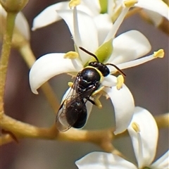 Hylaeus (Prosopisteron) species at Cook, ACT - 26 Jan 2025 by CathB