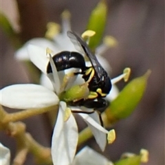 Hylaeus (Prosopisteron) species at Cook, ACT - 26 Jan 2025 03:26 PM