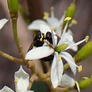 Hylaeus sp. (genus) at Cook, ACT - 26 Jan 2025 03:26 PM