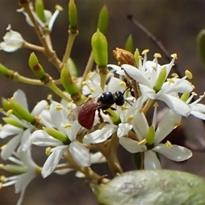 Exoneura sp. (genus) (A reed bee) at Cook, ACT by CathB