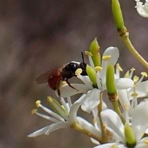 Exoneura sp. (genus) at Cook, ACT - 26 Jan 2025 03:35 PM