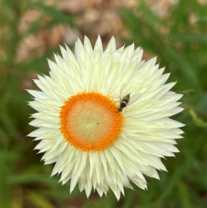 Australiphthiria hilaris (Slender Bee Fly) at Acton, ACT by AndyRussell