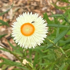 Australiphthiria hilaris at Acton, ACT - 26 Nov 2024 02:30 PM