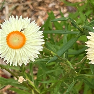 Australiphthiria hilaris at Acton, ACT - 26 Nov 2024 02:30 PM