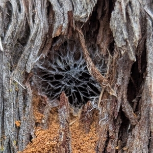 Hyleoides concinna (Wasp-mimic bee) at Bungendore, NSW by HelenCross