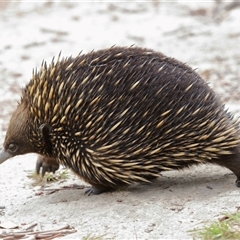 Tachyglossus aculeatus (Short-beaked Echidna) at Forde, ACT - 23 Jan 2025 by TimL