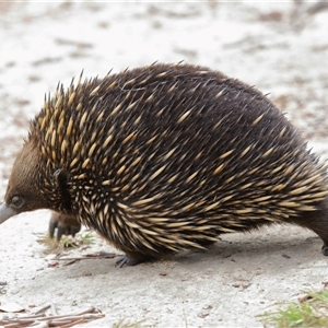 Tachyglossus aculeatus (Short-beaked Echidna) at Forde, ACT by TimL