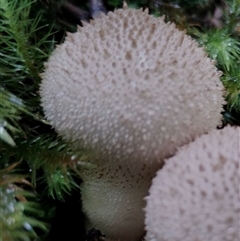 Lycoperdon sp. (Puffball) at Kianga, NSW - 26 Jan 2025 by Teresa