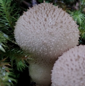 Lycoperdon sp. (Puffball) at Kianga, NSW - 27 Jan 2025 by Teresa