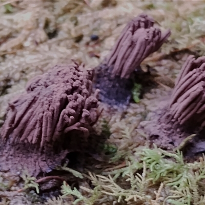 Stemonitis splendens at Kianga, NSW by Teresa