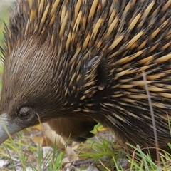 Ixodoidea (superfamily) (Tick) at Forde, ACT - 23 Jan 2025 by TimL