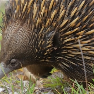 Ixodoidea (superfamily) (Tick) at Forde, ACT by TimL