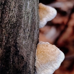 Truncospora ochroleuca at Kianga, NSW - 27 Jan 2025 by Teresa