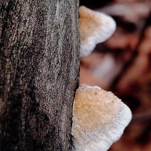 Truncospora ochroleuca at Kianga, NSW by Teresa