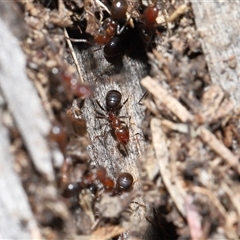 Papyrius sp. (genus) (A Coconut Ant) at Parkes, ACT - 25 Jan 2025 by TimL