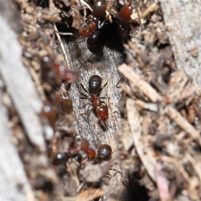 Papyrius sp. (genus) (A Coconut Ant) at Parkes, ACT - 25 Jan 2025 by TimL