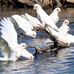 Cacatua sanguinea (Little Corella) at Wodonga, VIC - 26 Jan 2025 by KylieWaldon