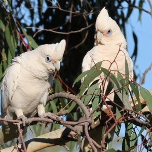 Cacatua sanguinea at Wodonga, VIC - 26 Jan 2025 07:09 AM