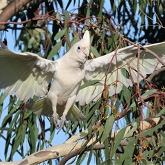 Cacatua sanguinea at Wodonga, VIC - 26 Jan 2025 07:09 AM