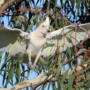 Cacatua sanguinea at Wodonga, VIC - 26 Jan 2025 07:09 AM