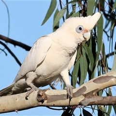 Cacatua sanguinea at Wodonga, VIC - 26 Jan 2025 07:09 AM