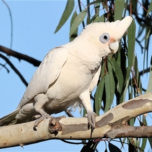 Cacatua sanguinea at Wodonga, VIC - 26 Jan 2025 07:09 AM