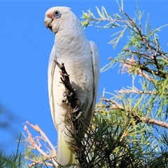 Cacatua sanguinea at Wodonga, VIC - 26 Jan 2025 07:09 AM