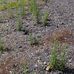 Dittrichia graveolens at Weetangera, ACT - 24 Jan 2025 by pinnaCLE