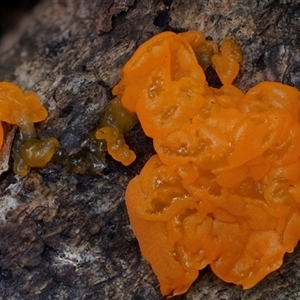 Tremella mesenterica at Kianga, NSW - 27 Jan 2025 06:47 PM