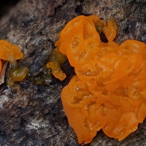 Tremella mesenterica (Witch's Butter or Yellow Brain) at Kianga, NSW - 27 Jan 2025 by Teresa