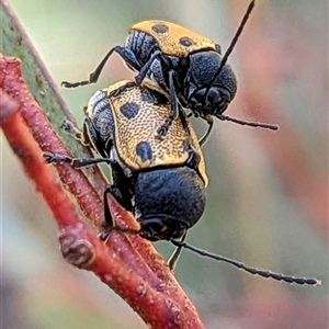 Cadmus (Cadmus) litigiosus (Leaf beetle) at Bungendore, NSW by HelenCross