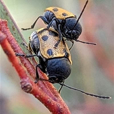 Cadmus (Cadmus) litigiosus (Leaf beetle) at Bungendore, NSW - 25 Jan 2025 by HelenCross