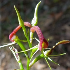 Cryptostylis leptochila (Small Tongue Orchid) at Kianga, NSW - 15 Jan 2025 by amarsh