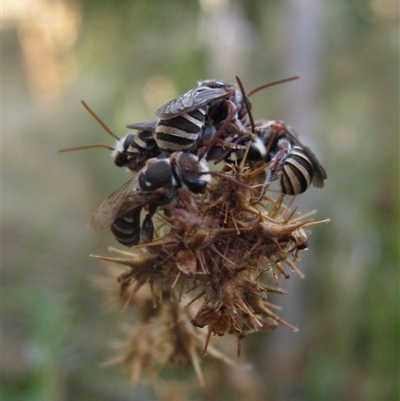 Lipotriches (Austronomia) phanerura (Halictid Bee) at Higgins, ACT - 26 Jan 2025 by pinnaCLE