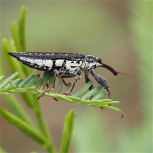 Rhinotia sp. (genus) (Unidentified Rhinotia weevil) at Gundaroo, NSW by ConBoekel