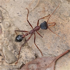 Myrmecia nigriceps (Black-headed bull ant) at Gundaroo, NSW - 25 Jan 2025 by ConBoekel