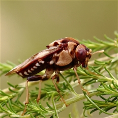 Pergagrapta polita (Sawfly) at Gundaroo, NSW - 25 Jan 2025 by ConBoekel