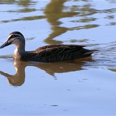 Anas superciliosa (Pacific Black Duck) at Wodonga, VIC - 26 Jan 2025 by KylieWaldon