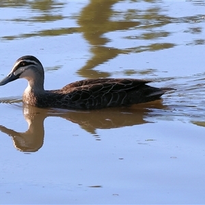 Anas superciliosa (Pacific Black Duck) at Wodonga, VIC by KylieWaldon