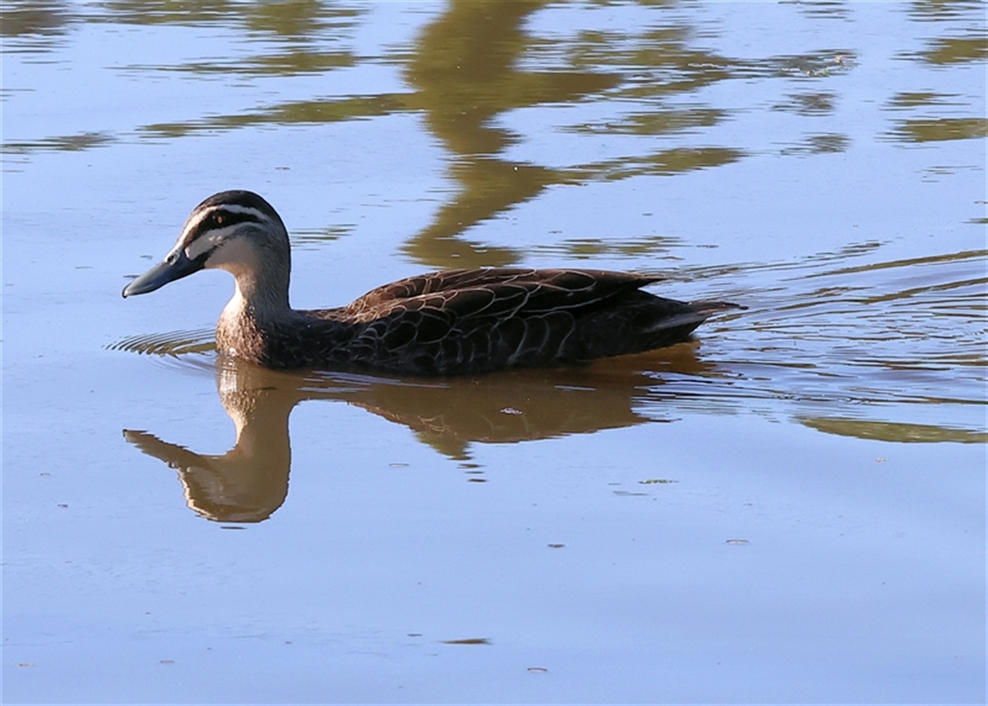 Anas superciliosa at Wodonga, VIC - 26 Jan 2025 07:10 AM