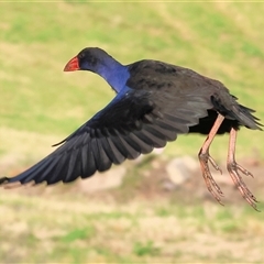 Porphyrio melanotus (Australasian Swamphen) at Wodonga, VIC - 26 Jan 2025 by KylieWaldon