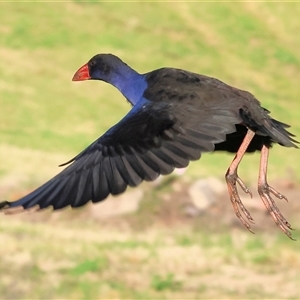 Porphyrio melanotus (Australasian Swamphen) at Wodonga, VIC by KylieWaldon