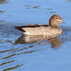 Chenonetta jubata (Australian Wood Duck) at Wodonga, VIC - 26 Jan 2025 by KylieWaldon