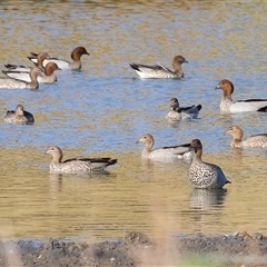 Chenonetta jubata at Wodonga, VIC - 26 Jan 2025 07:17 AM