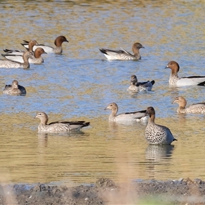 Chenonetta jubata at Wodonga, VIC - 26 Jan 2025 07:17 AM