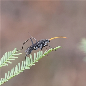 Pompilidae (family) (Unidentified Spider wasp) at Gundaroo, NSW by ConBoekel