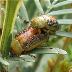 Calomela parilis (Leaf beetle) at Gundaroo, NSW - 25 Jan 2025 by ConBoekel