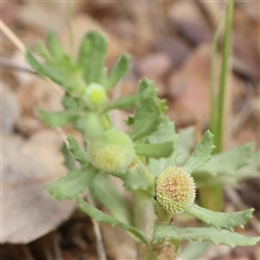 Unidentified Other Wildflower or Herb at Gundaroo, NSW - 25 Jan 2025 by ConBoekel